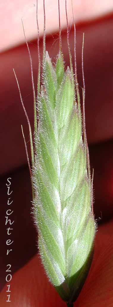 Spike of Field Brome, Japanese Brome: Bromus japonicus (Synonyms: Bromus anatolicus, Bromus arvensis, Bromus japonicus ssp. anatolicus, Bromus japonicus var. porrectus, Bromus patulus)
