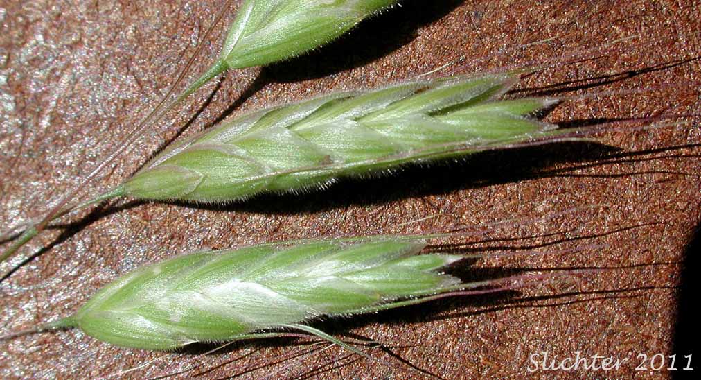 Spikes of Field Brome, Japanese Brome: Bromus japonicus (Synonyms: Bromus anatolicus, Bromus arvensis, Bromus japonicus ssp. anatolicus, Bromus japonicus var. porrectus, Bromus patulus)