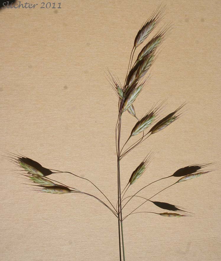 Field Brome, Japanese Brome: Bromus japonicus (Synonyms: Bromus anatolicus, Bromus arvensis, Bromus japonicus ssp. anatolicus, Bromus japonicus var. porrectus, Bromus patulus)
