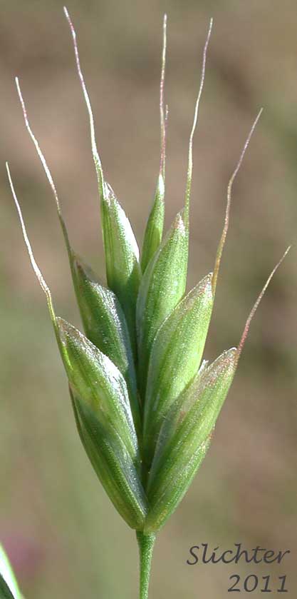 Chess Brome, Ryebrome, Rye Brome, Whiskered Brome: Bromus secalinus (Synonyms: Bromus grossus, Bromus secalinus ssp. grossus, Bromus secalinus var. hirsutus, Bromus secalinus var. hirtus, Bromus secalinus var. grossus, Bromus secalinus var. secalinus, Bromus secalinus var. velutinus)
