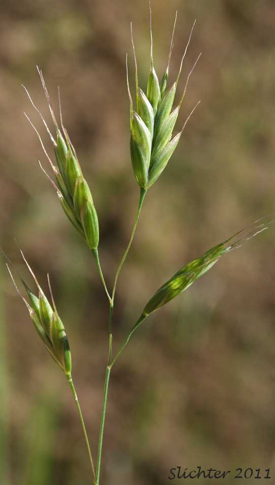 Chess Brome, Ryebrome, Rye Brome, Whiskered Brome: Bromus secalinus (Synonyms: Bromus grossus, Bromus secalinus ssp. grossus, Bromus secalinus var. hirsutus, Bromus secalinus var. hirtus, Bromus secalinus var. grossus, Bromus secalinus var. secalinus, Bromus secalinus var. velutinus)
