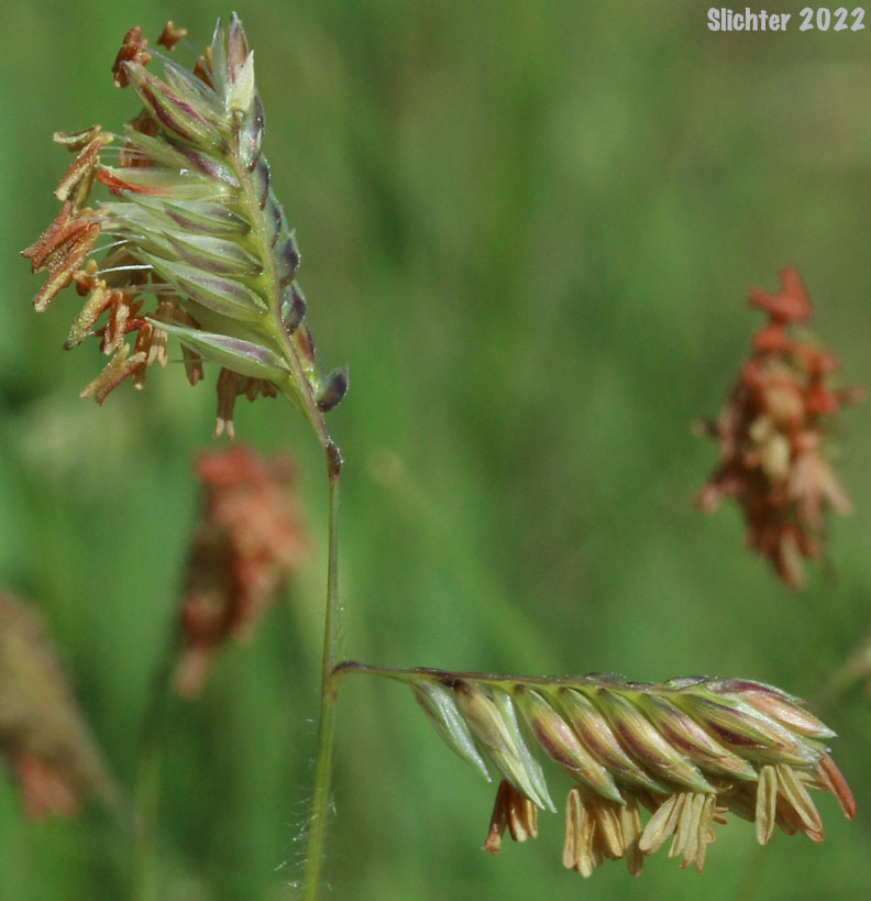 Buffalograss, Buffalo Grass: Buchloe dactyloides (Synonym: Bouteloua dactyloides)