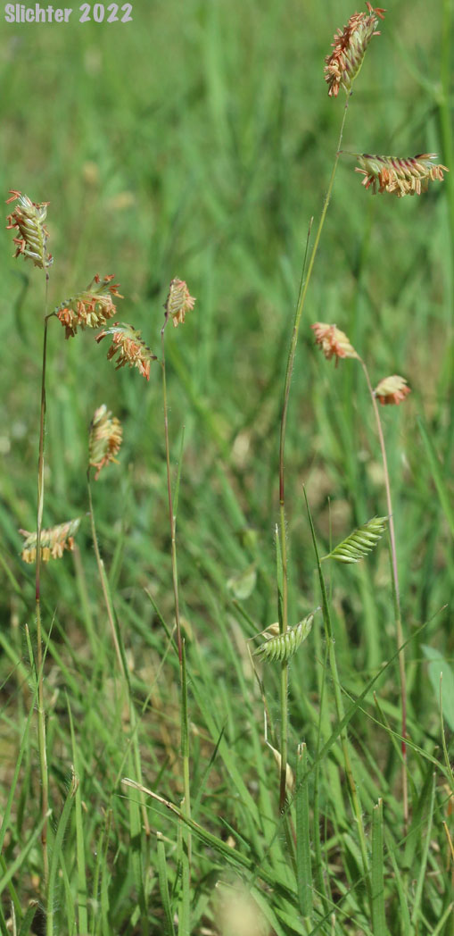 Buffalograss, Buffalo Grass: Buchloe dactyloides (Synonym: Bouteloua dactyloides)