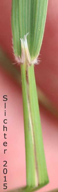 Pinegrass, Pine Reedgrass: Calamagrostis rubescens (Synonym: Calamagrostis fasciulata)