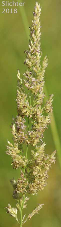 Pinegrass, Pine Reedgrass: Calamagrostis rubescens (Synonym: Calamagrostis fasciulata)
