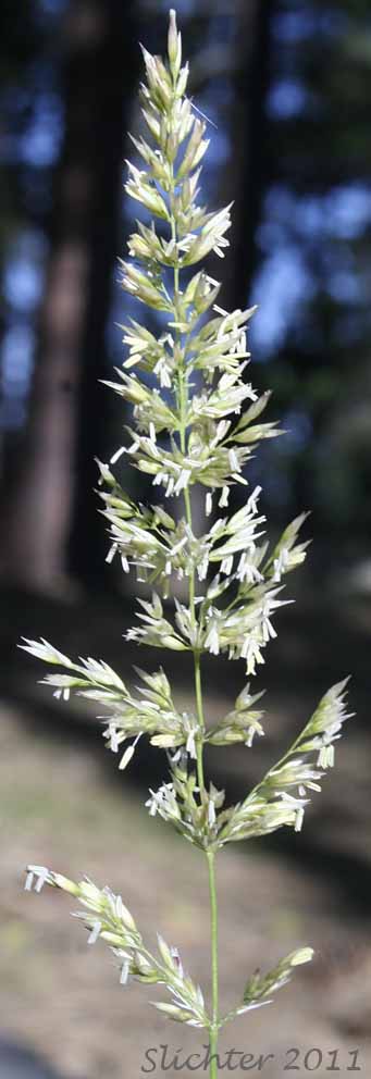 Inflorescence of Pinegrass, Pine Reedgrass: Calamagrostis rubescens (Synonym: Calamagrostis fasciulata)