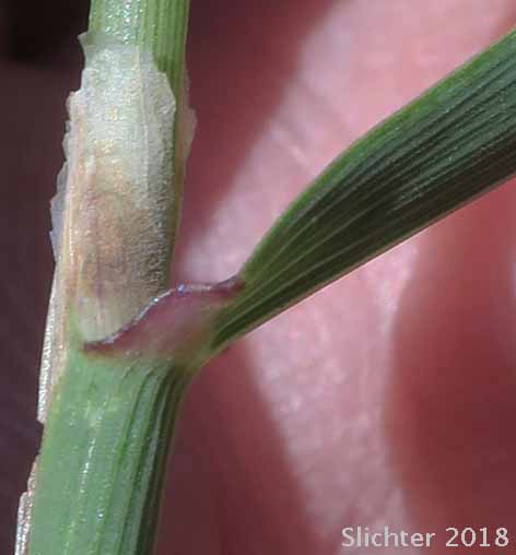 Ligule of Narrow-spiked Reedgrass, Northern Reedgrass, Northern Reed Grass: Calamagrostis stricta ssp. inexpansa (Synonyms: Calamagrostis californica, Calamagrostis canadensis var. acuminata, Calamagrostis canadensis var. arcta, Calamagrostis chordorrhiza, Calamagrostis crassiglumis, Calamagrostis expansa, Calamagrostis fernaldii, Calamagrostis hyperborea, Calamagrostis hyperborea var. americana, Calamagrostis hyperborea var. elongata, Calamagrostis hyperborea var. stenodes, Calamagrostis inexpansa, Calamagrostis inexpansa var. barbulata, Calamagrostis inexpansa var. brevior, Calamagrostis inexpansa var. cuprea, Calamagrostis inexpansa var. inexpansa, Calamagrostis inexpansa var. novae-angliae, Calamagrostis inexpansa var. robusta, Calamagrostis labradorica, Calamagrostis lacustris, Calamagrostis lapponica var. brevipilis, Calamagrostis pickeringii var. lacustris, Calamagrostis robertii, Calamagrostis stricta var. brevior, Calamagrostis stricta var. lacustris)