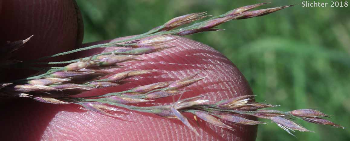 Narrow-spiked Reedgrass, Northern Reedgrass, Northern Reed Grass: Calamagrostis stricta ssp. inexpansa (Synonyms: Calamagrostis californica, Calamagrostis canadensis var. acuminata, Calamagrostis canadensis var. arcta, Calamagrostis chordorrhiza, Calamagrostis crassiglumis, Calamagrostis expansa, Calamagrostis fernaldii, Calamagrostis hyperborea, Calamagrostis hyperborea var. americana, Calamagrostis hyperborea var. elongata, Calamagrostis hyperborea var. stenodes, Calamagrostis inexpansa, Calamagrostis inexpansa var. barbulata, Calamagrostis inexpansa var. brevior, Calamagrostis inexpansa var. cuprea, Calamagrostis inexpansa var. inexpansa, Calamagrostis inexpansa var. novae-angliae, Calamagrostis inexpansa var. robusta, Calamagrostis labradorica, Calamagrostis lacustris, Calamagrostis lapponica var. brevipilis, Calamagrostis pickeringii var. lacustris, Calamagrostis robertii, Calamagrostis stricta var. brevior, Calamagrostis stricta var. lacustris)