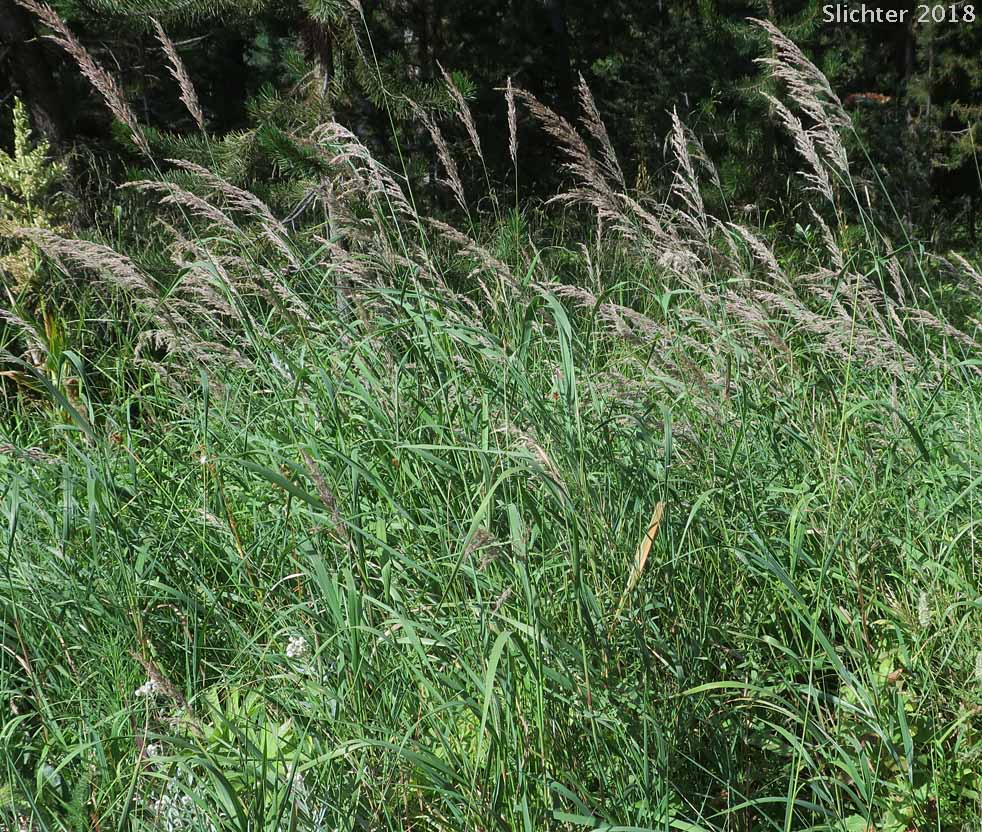 Habitat of Narrow-spiked Reedgrass, Northern Reedgrass, Northern Reed Grass: Calamagrostis stricta ssp. inexpansa (Synonyms: Calamagrostis californica, Calamagrostis canadensis var. acuminata, Calamagrostis canadensis var. arcta, Calamagrostis chordorrhiza, Calamagrostis crassiglumis, Calamagrostis expansa, Calamagrostis fernaldii, Calamagrostis hyperborea, Calamagrostis hyperborea var. americana, Calamagrostis hyperborea var. elongata, Calamagrostis hyperborea var. stenodes, Calamagrostis inexpansa, Calamagrostis inexpansa var. barbulata, Calamagrostis inexpansa var. brevior, Calamagrostis inexpansa var. cuprea, Calamagrostis inexpansa var. inexpansa, Calamagrostis inexpansa var. novae-angliae, Calamagrostis inexpansa var. robusta, Calamagrostis labradorica, Calamagrostis lacustris, Calamagrostis lapponica var. brevipilis, Calamagrostis pickeringii var. lacustris, Calamagrostis robertii, Calamagrostis stricta var. brevior, Calamagrostis stricta var. lacustris)