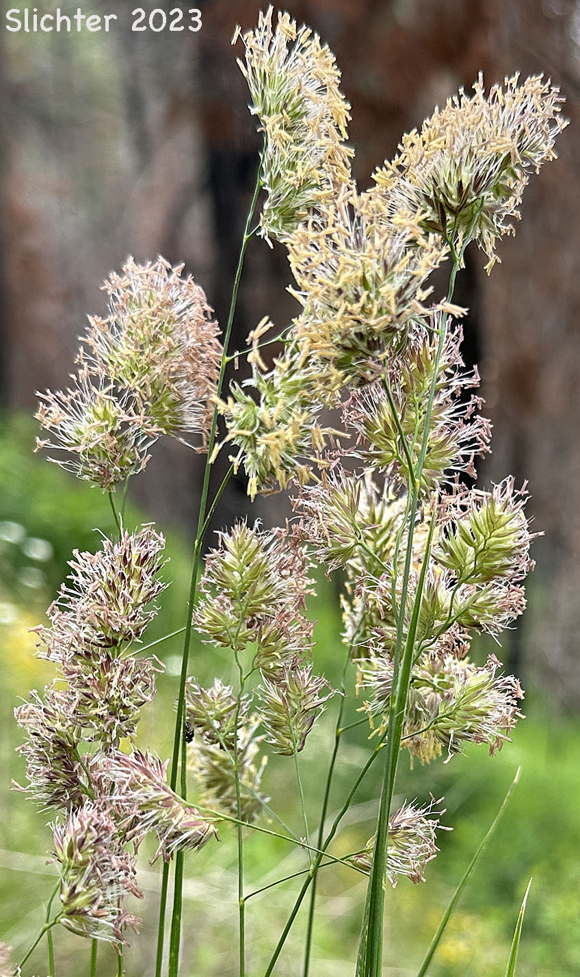 Inflorescence of Cock's Foot Grass, Orchard-grass: Dactylis glomerata (Synonym: Dactylis glomerata ssp. glomerata)