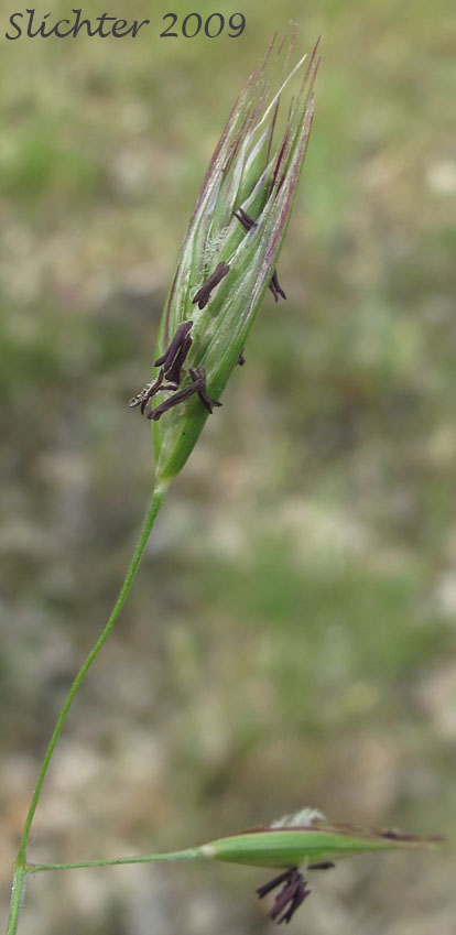 Inflorescence of California Danthonia, California Oatgrass, California Oat-grass, California Wild Oat-grass: Danthonia californica (Synonyms: Danthonia americana, Danthonia californica var. americana, Danthonia californica var. californica, Danthonia californica var. palousensis, Danthonia californica var. piperi)