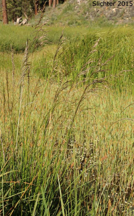 Tufted Hairgrass, Tufted Hair-grass: Deschampsia cespitosa (Synonyms: Aira caespitosa, Aira cespitosa, Aira holciformis, Deschampsia beringensis, Deschampsia bottnica, Deschampsia caespitosa, Deschampsia caespitosa ssp. beringensis, Deschampsia caespitosa ssp. caespitosa, Deschampsia caespitosa ssp. glauca, Deschampsia caespitosa ssp. hociformis, Deschampsia caespitosa ssp. orientalis, Deschampsia caespitosa ssp. paramushirensis, Deschampsia caespitosa ssp. parviflora, Deschampsia caespitosa var. abbei, Deschampsia caespitosa var. alpicola, Deschampsia caespitosa var. arctica, Deschampsia caespitosa var. caespitosa, Deschampsia caespitosa var. glauca, Deschampsia caespitosa var. intercotidialis, Deschampsia caespitosa var. littoralis, Deschampsia caespitosa var. littoralis, Deschampsia caespitosa var. longiflora, Deschampsia caespitosa var. mackenzieana, Deschampsia caespitosa var. maritima, Deschampsia caespitosa var. parviflora, Deschampsia cespitosa ssp. beringensis, Deschampsia cespitosa ssp. bottnica, Deschampsia cespitosa ssp. cespitosa, Deschampsia cespitosa ssp. genuina, Deschampsia cespitosa ssp. glauca, Deschampsia cespitosa ssp. holciformis, Deschampsia cespitosa var. longiflora, Deschampsia cespitosa ssp. obensis, Deschampsia cespitosa ssp. orientalis, Deschampsia cespitosa ssp. paramushirenis, Deschampsia cespitosa ssp. parviflora, Deschampsia cespitosa var.arctica, Deschampsia cespitosa var. bottnica, Deschampsia cespitosa var. glauca, Deschampsia cespitosa var. intercotidalis, Deschampsia cespitosa var.littoralis, Deschampsia cespitosa var. longiflora, Deschampsia cespitosa var. mackenzieana, Deschampsia cespitosa var. maritima, Deschampsia cespitosa var. pallida, Deschampsia cespitosa var. parviflora, Deschampsia glauca, Deschampsia holciformis, Deschampsia mackenzieana, Deschampsia obensis, Deschampsia paramushirensis, Deschampsia pumila, Deschampsia sukatschewii)