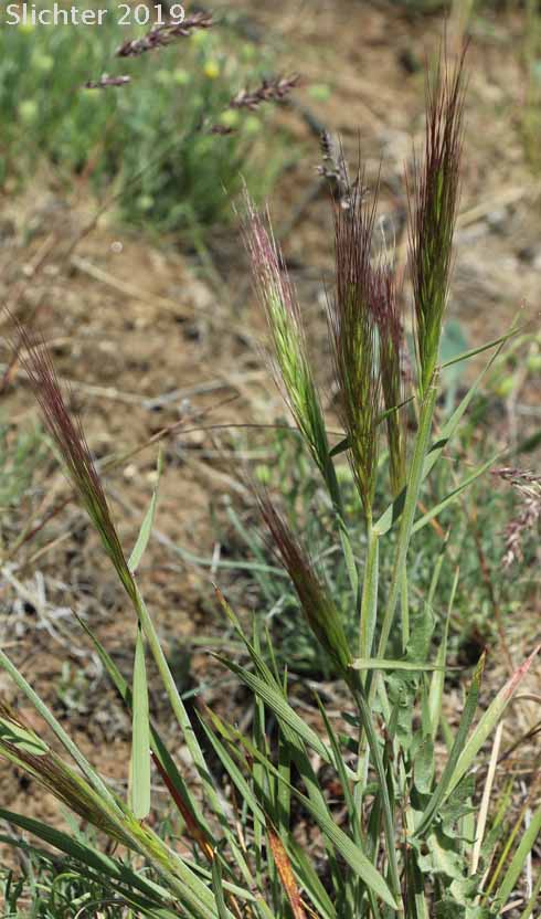 Squirreltail Grass, Bottlebrush Squirreltail: Elymus elymoides (Synonym: Sitanion hystrix)