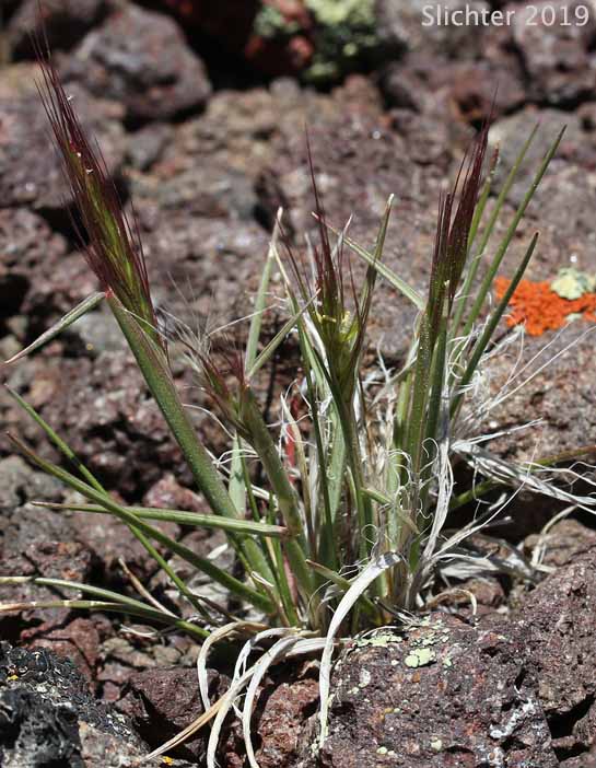 Squirreltail Grass, Bottlebrush Squirreltail: Elymus elymoides (Synonym: Sitanion hystrix)