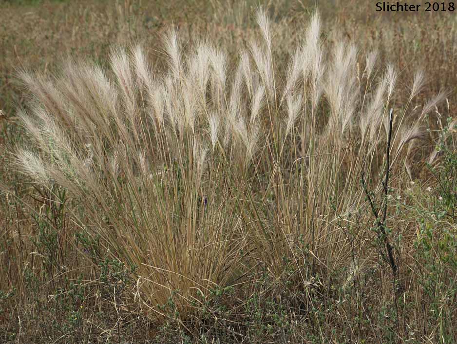 Squirreltail Grass, Bottlebrush Squirreltail: Elymus elymoides (Synonym: Sitanion hystrix)