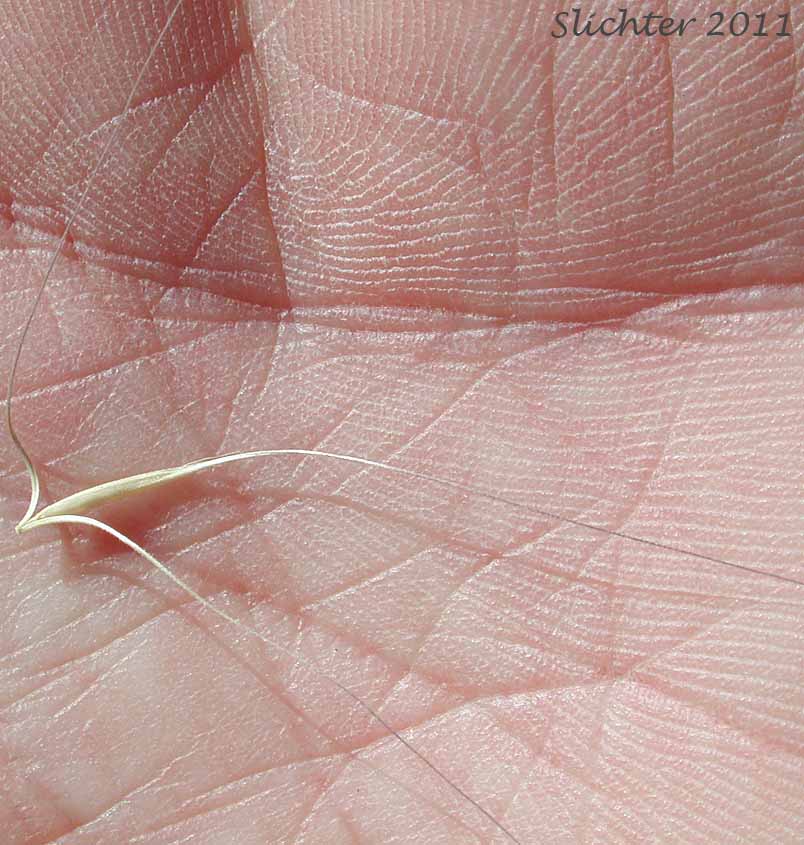Squirreltail Grass, Bottlebrush Squirreltail: Elymus elymoides (Synonym: Sitanion hystrix)
