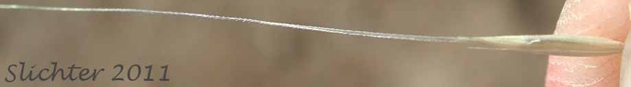 Squirreltail Grass, Bottlebrush Squirreltail: Elymus elymoides (Synonym: Sitanion hystrix)
