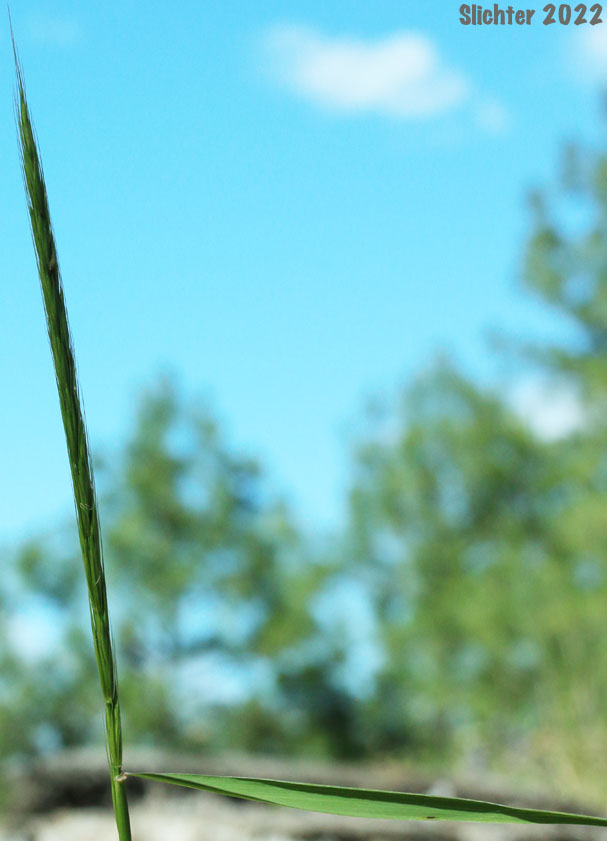 Inflorescence of Blue Wildrye, Jepson's Blue Wildrye, Western Wildrye: Elymus glaucus ssp. glaucus (Synonyms: Elymus glaucus var. breviaristatus, Elymus glaucus var. glaucus, Elymus glaucus ssp. jepsonii, Elymus glaucus var. jepsonii, Elymus glaucus var. tenuis)