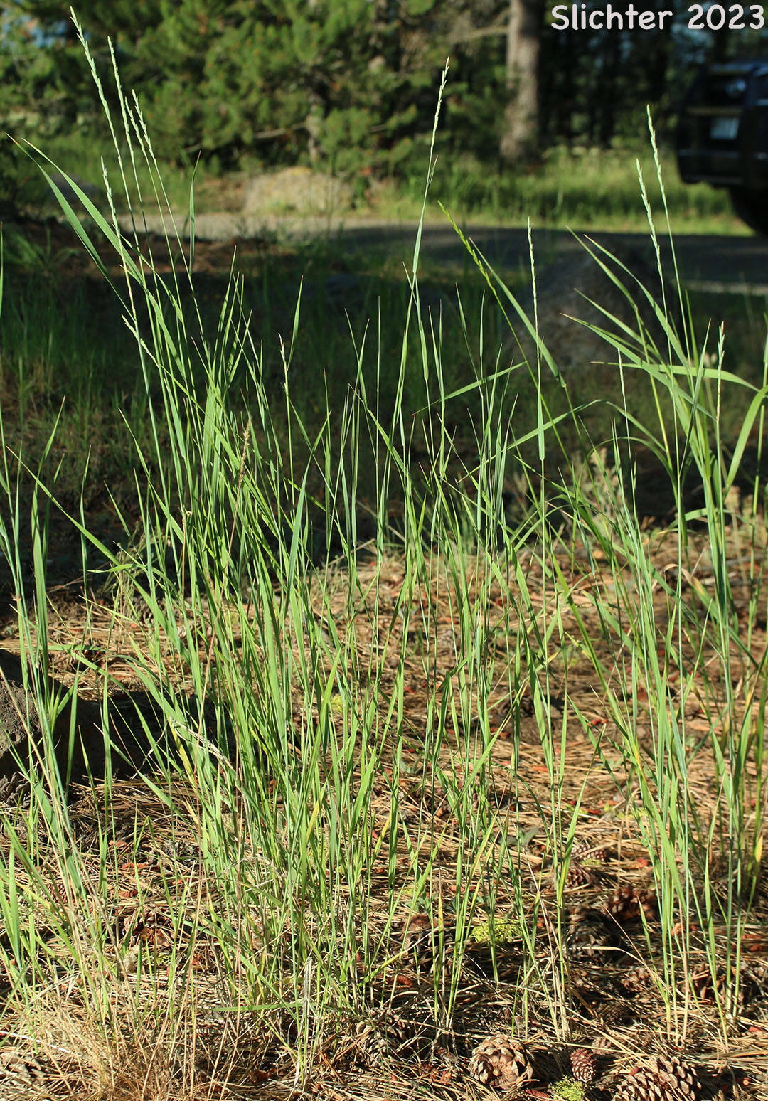 Creeping Wildrye, Quackgrass: Elymus repens (Synonyms: Agropyron caesium, Agropyron repens, Agropyron repens var. subulatum, Elytrigia repens, Elytrigia repens var. repens, Elytrigia repens var. vaillantiana, Elytrigia vaillantiana, Triticum repens, Triticum vaillantianum)