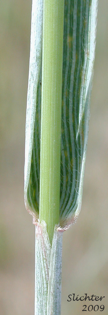Creeping Wildrye, Quackgrass: Elymus repens (Synonyms: Agropyron caesium, Agropyron repens, Agropyron repens var. subulatum, Elytrigia repens, Elytrigia repens var. repens, Elytrigia repens var. vaillantiana, Elytrigia vaillantiana, Triticum repens, Triticum vaillantianum)