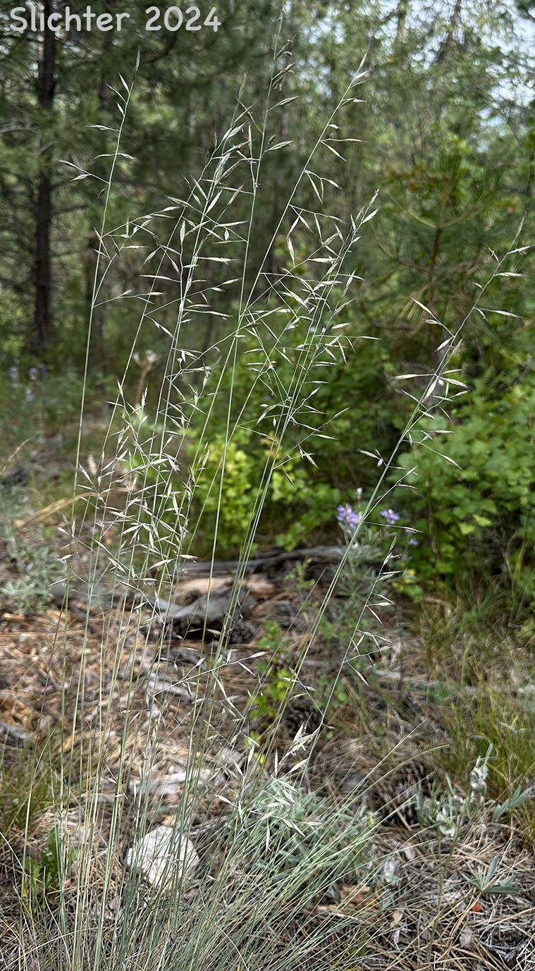 Blue Bunchgrass, Bluebunch Fescue, Idaho Fescue: Festuca idahoensis (Synonyms: Festuca idahoensis ssp. idahoensis, Festuca idahoensis var. idahoensis, Festuca idahoensis var. oregona, Festuca ingrata, Festuca occidentalis var. ingrata, Festuca occidentalis var. oregona, Festuca ovina var. columbiana, Festuca ovina var. ingrata, Festuca ovina var. oregona)