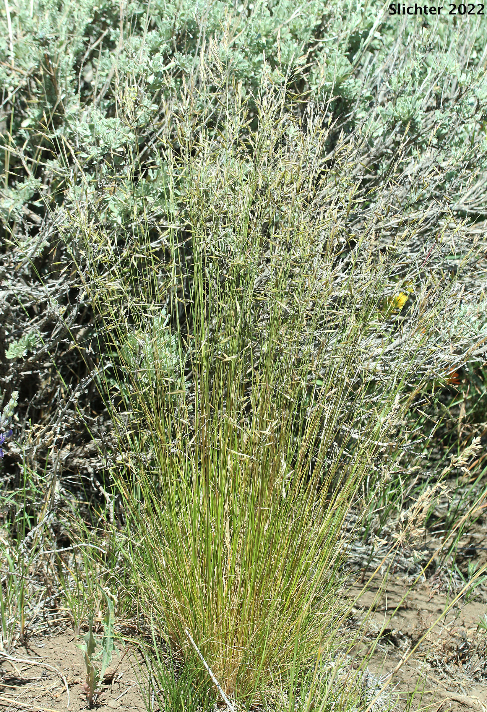 Blue Bunchgrass, Bluebunch Fescue, Idaho Fescue: Festuca idahoensis (Synonyms: Festuca idahoensis ssp. idahoensis, Festuca idahoensis var. idahoensis, Festuca idahoensis var. oregona, Festuca ingrata, Festuca occidentalis var. ingrata, Festuca occidentalis var. oregona, Festuca ovina var. columbiana, Festuca ovina var. ingrata, Festuca ovina var. oregona)