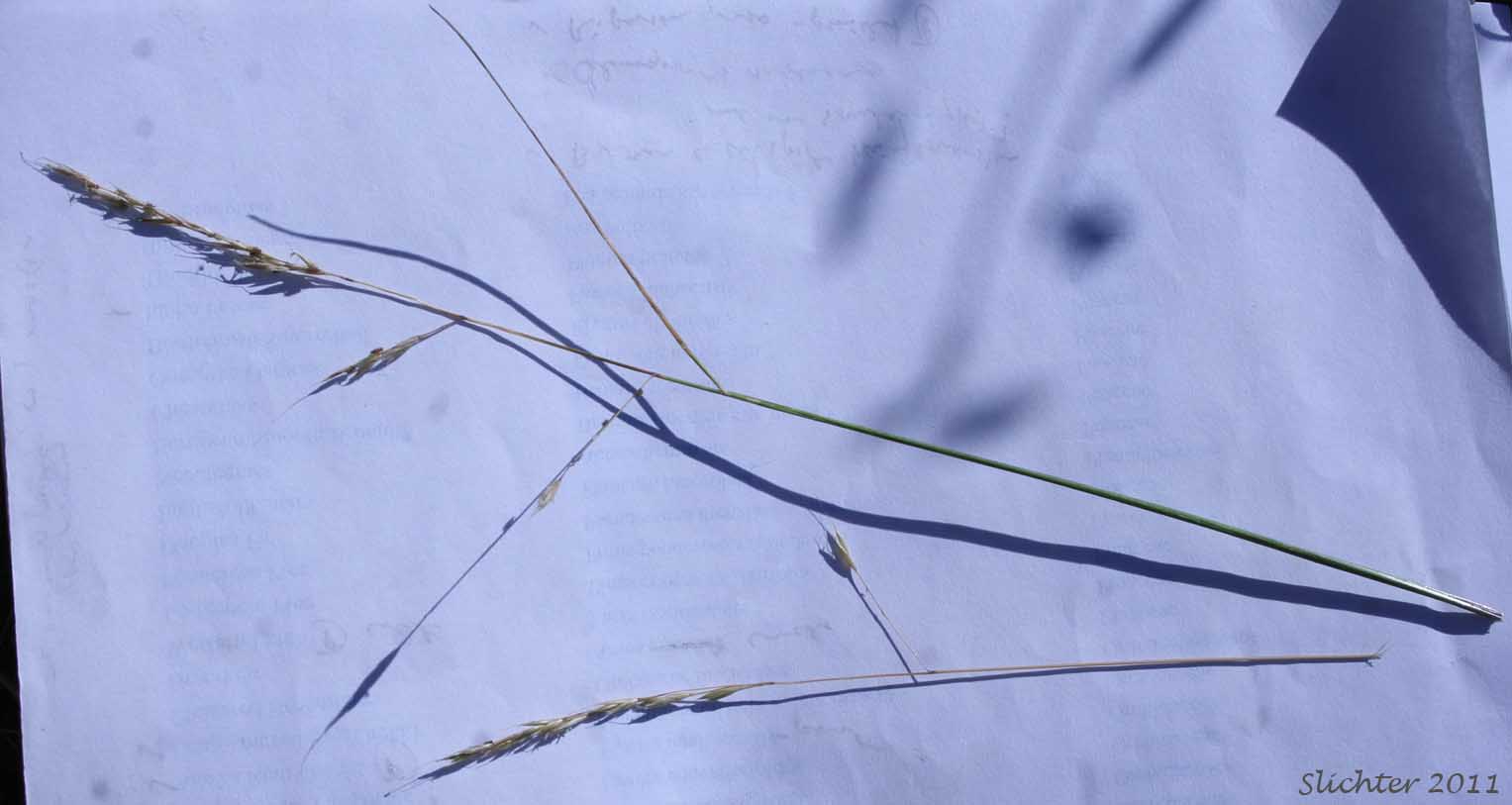 Inflorescence of Western Fescue: Festuca occidentalis (Synonym: Festuca ovina var. polyphylla)