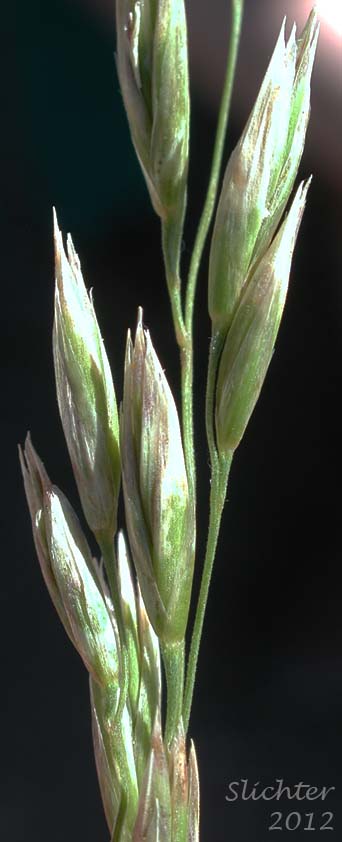 Close-up of part of the inflorescence of Buffalo Bunchgrass, Mountain Rough Fescue, Rough Fescue: Festuca campestris (Synonyms: Festuca altaica, Festuca altaica ssp. major, Festuca altaica ssp. scabrella, Festuca scabrella)