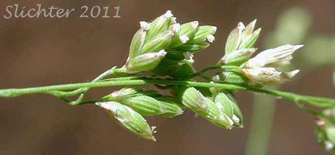 Portion of the inflorescence of Fowl Mannagrass: Glyceria striata (Synonyms: Glyceria nervata, Glyceria striata ssp. stricta, Glyceria striata var. stricta, Panicularia nervata, Panicularia striata)
