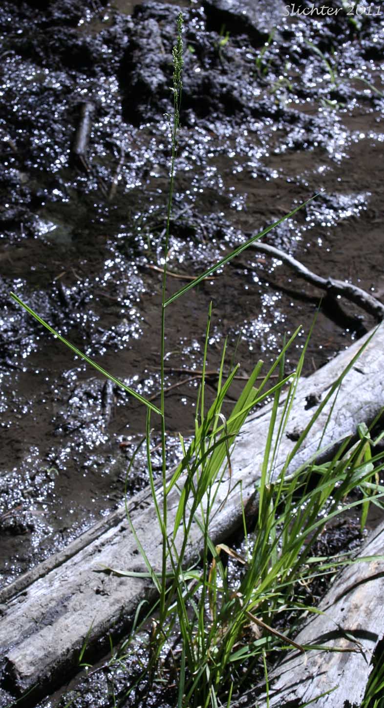 Fowl Mannagrass: Glyceria striata (Synonyms: Glyceria nervata, Glyceria striata ssp. stricta, Glyceria striata var. stricta, Panicularia nervata, Panicularia striata)