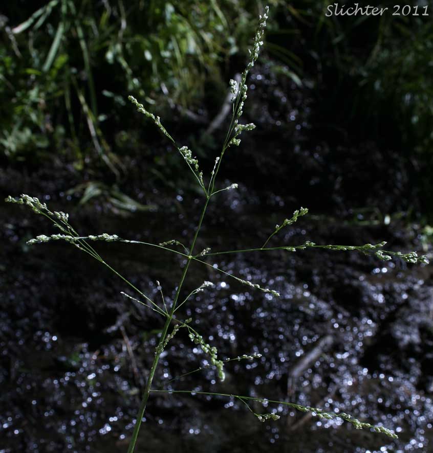 Inflorescence of Fowl Mannagrass: Glyceria striata (Synonyms: Glyceria nervata, Glyceria striata ssp. stricta, Glyceria striata var. stricta, Panicularia nervata, Panicularia striata)