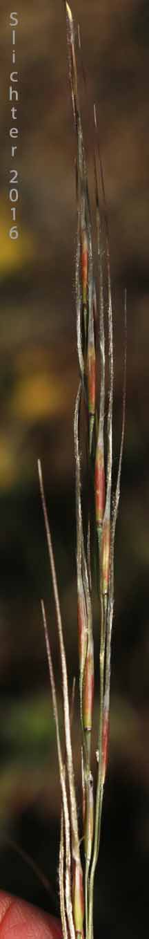 Needle-and-thread, Needle and Thread: Hesperostipa comata (Synonyms: Stipa comata, Stipa comata var. comata, Stipa comata var. intosa)