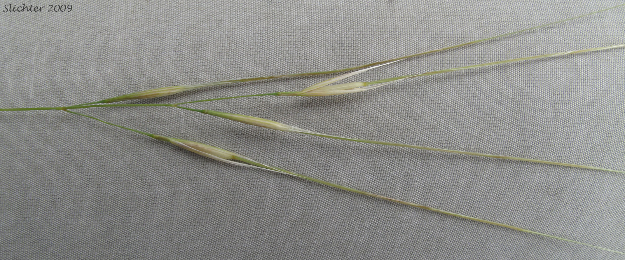 Needle-and-thread, Needle and Thread: Hesperostipa comata (Synonyms: Stipa comata, Stipa comata var. comata, Stipa comata var. intosa)