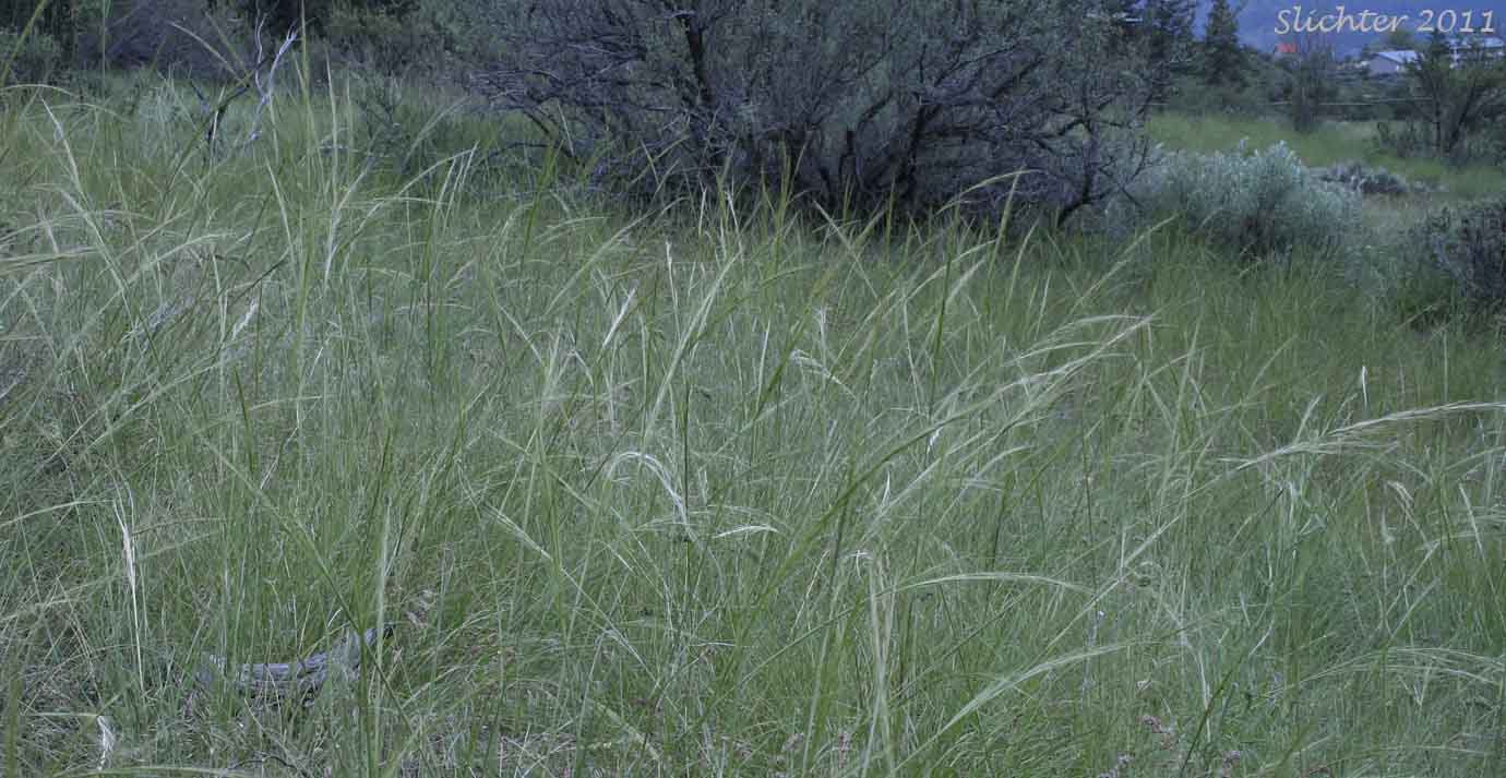 Needle-and-thread, Needle and Thread: Hesperostipa comata (Synonyms: Stipa comata, Stipa comata var. comata, Stipa comata var. intosa)