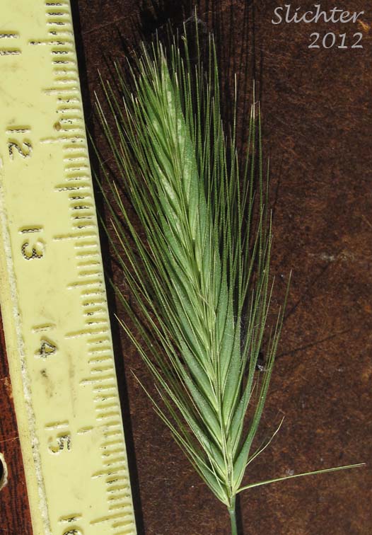 Inflorescence of Foxtail Barley, Squirreltail: Hordeum jubatum ssp. jubatum (Synonyms: Critesion jubatum, Hordeum jubatum var. jubatum)