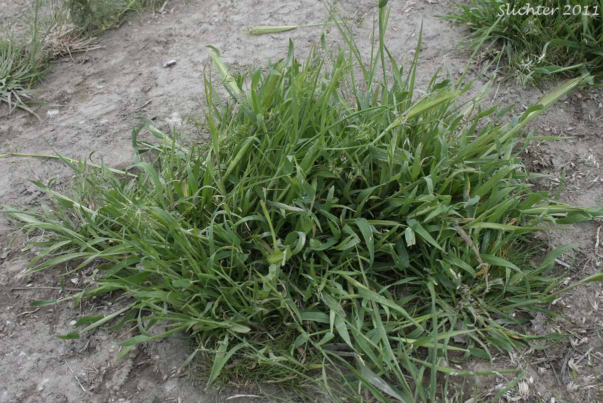 Charming Barley, Hare Barley, Mouse Barley: Hordeum murinum ssp. leporinum (Synonyms: Critesion murinum ssp. leporinum, Hordeum leporinum)