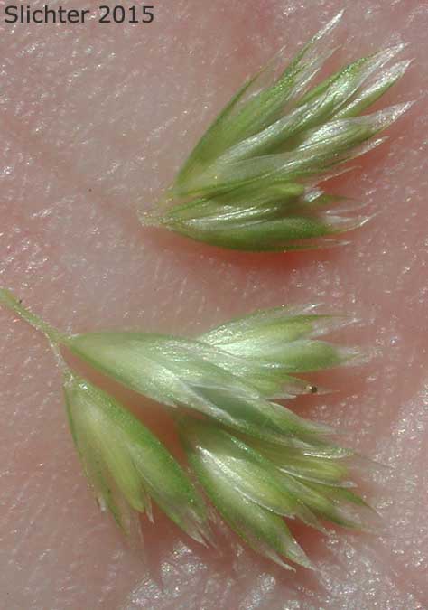 Spikelets of Prairie Junegrass, Prairie Koeler's Grass: Koeleria macrantha (Synonyms: Koeleria cristata, Koeleria cristata var. longifolia, Koeleria cristata var. pinetorum, Koeleria gracilis, Koeleria nitida, Koeleria pyramidata, Koeleria yukonensis)