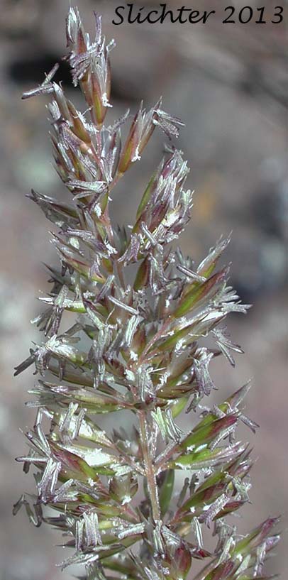 Inflorescence of Prairie Junegrass, Prairie Koeler's Grass: Koeleria macrantha (Synonyms: Koeleria cristata, Koeleria cristata var. longifolia, Koeleria cristata var. pinetorum, Koeleria gracilis, Koeleria nitida, Koeleria pyramidata, Koeleria yukonensis)