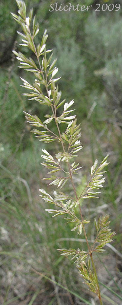 Inflorescence of Prairie Junegrass, Prairie Koeler's Grass: Koeleria macrantha (Synonyms: Koeleria cristata, Koeleria cristata var. longifolia, Koeleria cristata var. pinetorum, Koeleria gracilis, Koeleria nitida, Koeleria pyramidata, Koeleria yukonensis)