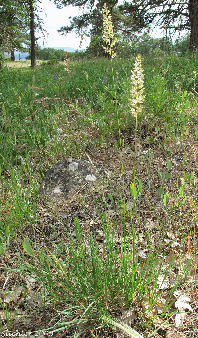 Prairie Junegrass, Prairie Koeler's Grass: Koeleria macrantha (Synonyms: Koeleria cristata, Koeleria cristata var. longifolia, Koeleria cristata var. pinetorum, Koeleria gracilis, Koeleria nitida, Koeleria pyramidata, Koeleria yukonensis)