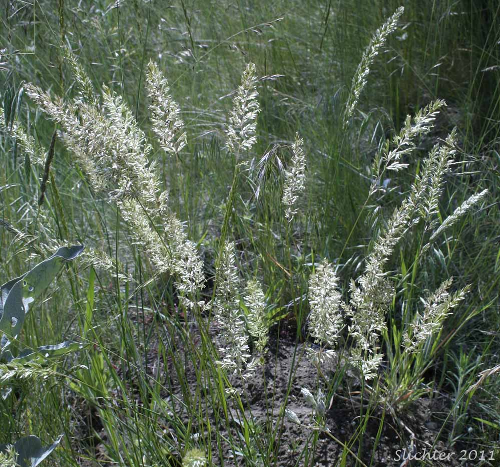Prairie Junegrass, Prairie Koeler's Grass: Koeleria macrantha (Synonyms: Koeleria cristata, Koeleria cristata var. longifolia, Koeleria cristata var. pinetorum, Koeleria gracilis, Koeleria nitida, Koeleria pyramidata, Koeleria yukonensis)