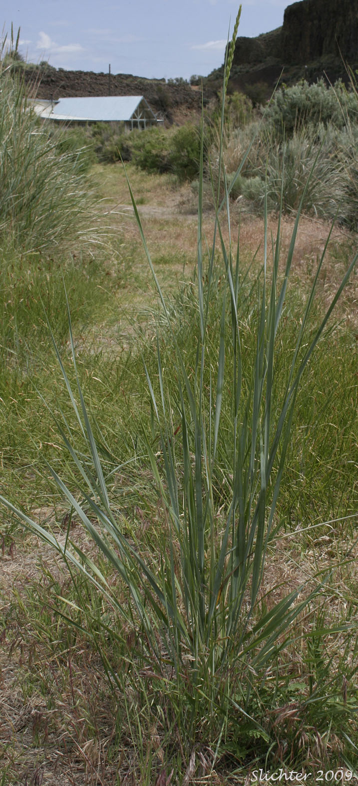 Basin Wildrye, Great Basin Lymegrass: Leymus cinereus (Synonyms: Aneurolepidum piperi, Elymus cinereus, Elymus cinereus var. pubens, Elymus condensatus var. pubens, Elymus piperi)