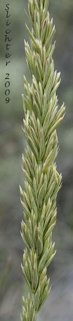 Inflorescence of Basin Wildrye, Great Basin Lymegrass: Leymus cinereus (Synonyms: Aneurolepidum piperi, Elymus cinereus, Elymus cinereus var. pubens, Elymus condensatus var. pubens, Elymus piperi)