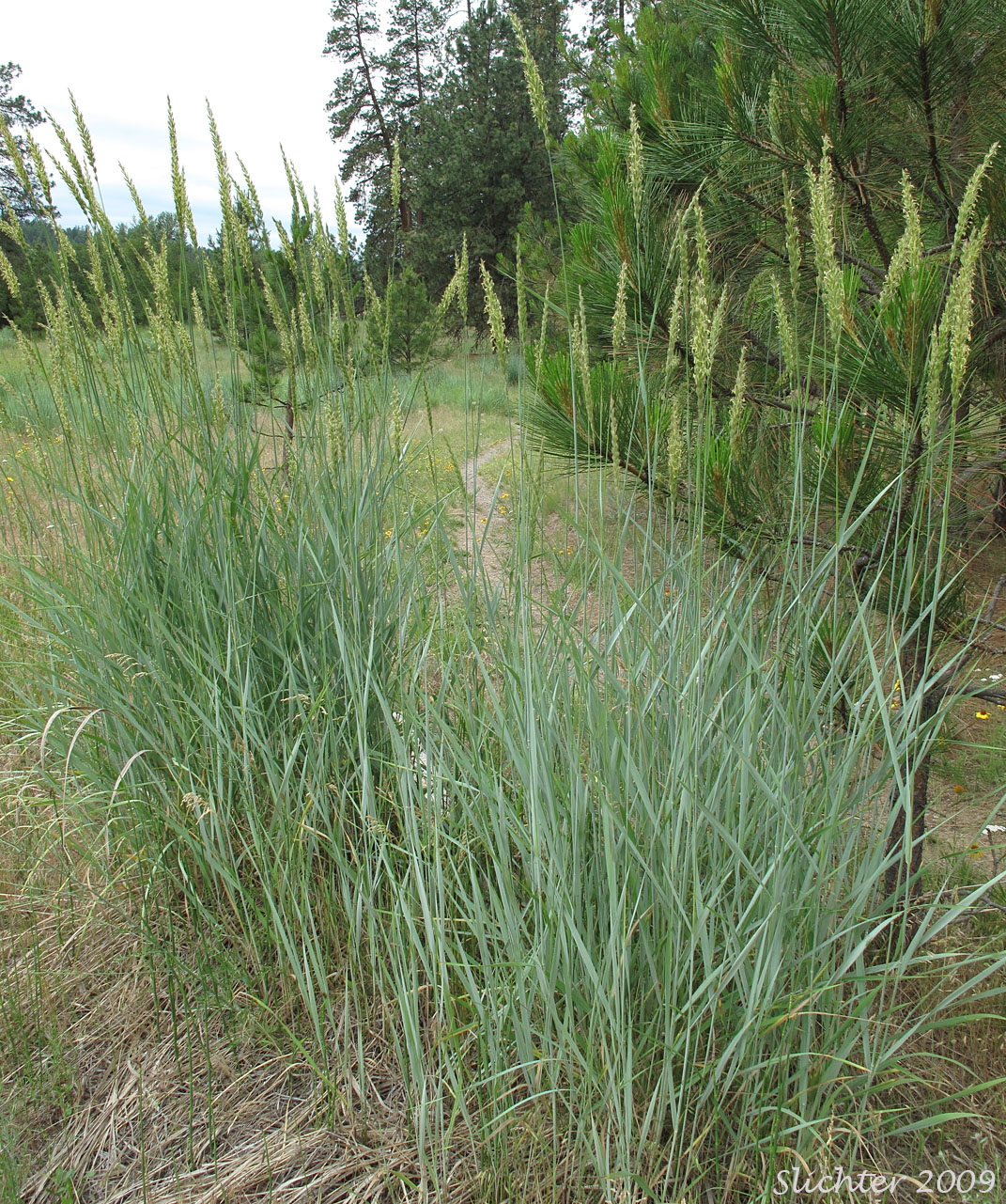 Basin Wildrye, Great Basin Lymegrass: Leymus cinereus (Synonyms: Aneurolepidum piperi, Elymus cinereus, Elymus cinereus var. pubens, Elymus condensatus var. pubens, Elymus piperi)
