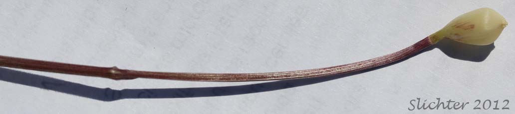 Oniongrass: Melica bulbosa (Synonyms: Melica bella, Melica bella ssp. intonsa, Melica bulbosa var. bulbosa)