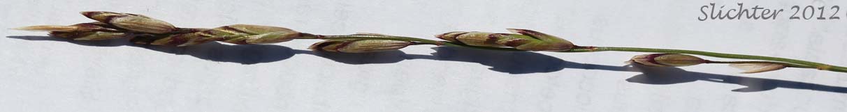 Inflorescence of Oniongrass: Melica bulbosa (Synonyms: Melica bella, Melica bella ssp. intonsa, Melica bulbosa var. bulbosa)