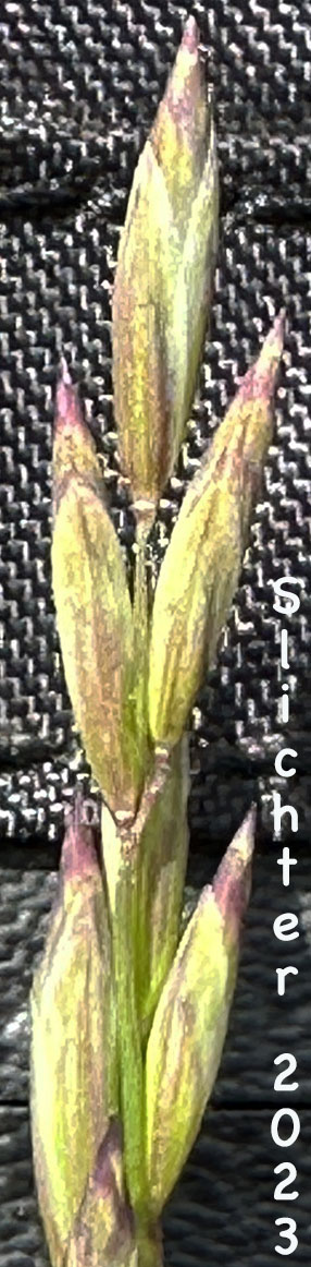 Inflorescence of Oniongrass: Melica bulbosa (Synonyms: Melica bella, Melica bella ssp. intonsa, Melica bulbosa var. bulbosa)