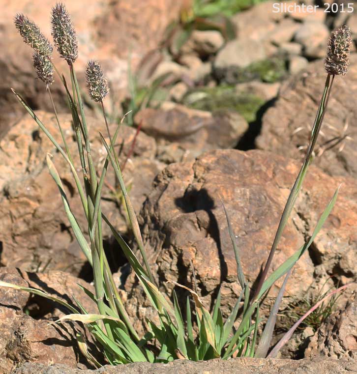 Alpine Timothy, Mountain Timothy: Phleum alpinum (Synonyms: Phleum alpinum var. commutatum, Phleum commutatum, Phleum commutatum var. americanum)