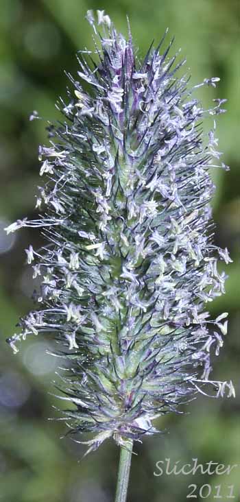 Flower head of Alpine Timothy, Mountain Timothy: Phleum alpinum (Synonyms: Phleum alpinum var. commutatum, Phleum commutatum, Phleum commutatum var. americanum)