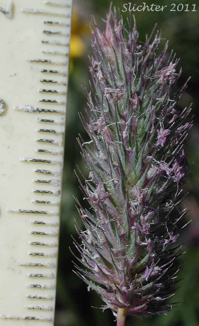 Alpine Timothy, Mountain Timothy: Phleum alpinum (Synonyms: Phleum alpinum var. commutatum, Phleum commutatum, Phleum commutatum var. americanum)